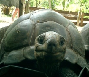 Tartaruga deficiente che sara` protagonista di una barzelletta