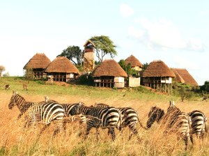 Zebre in Uganda